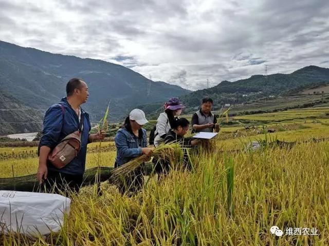 维西傈僳族自治县农业农村局新项目推动农业现代化助力乡村振兴