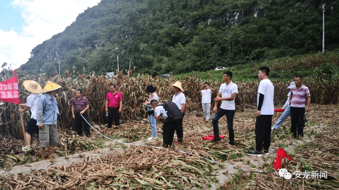 遂川县农业农村局最新项目，推动农业现代化，助力乡村振兴