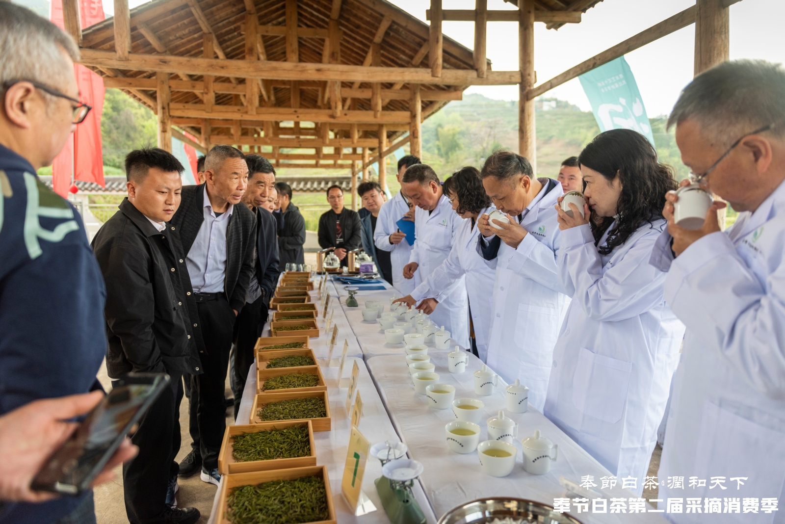 茶叶实验场引领行业革新，科技前沿探索与茶叶发展新篇章