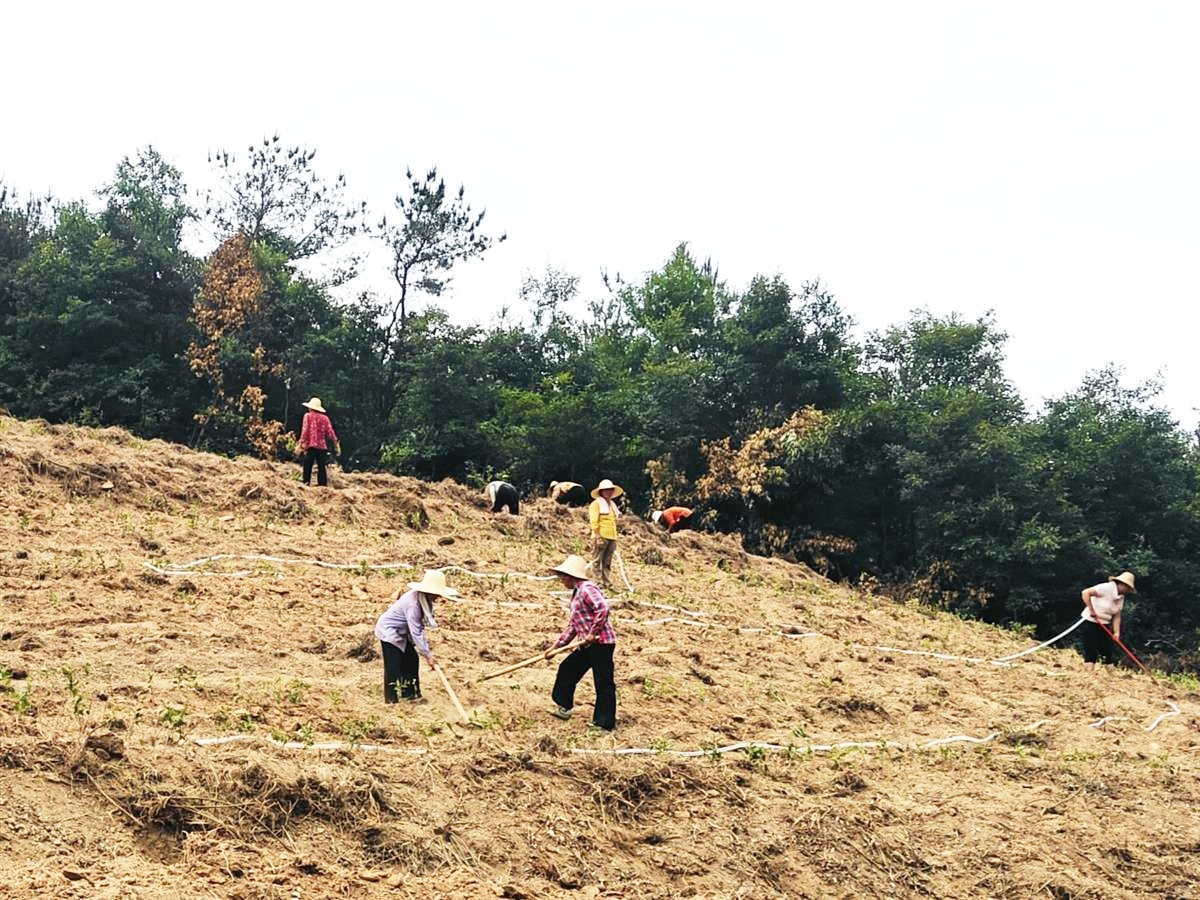 黄柏岭垦殖场最新项目，探索之路与启示